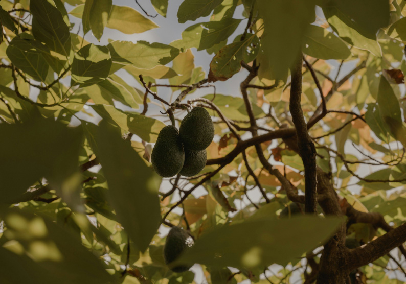 Avocado tree on a sunny day